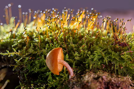 close-up photo of fungus beside green leafed plant thumbnail