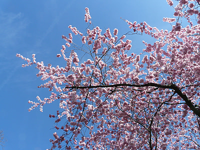 pink flowering tree under blue sky thumbnail
