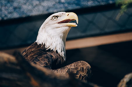 brown and white eagle enclosed photograph thumbnail