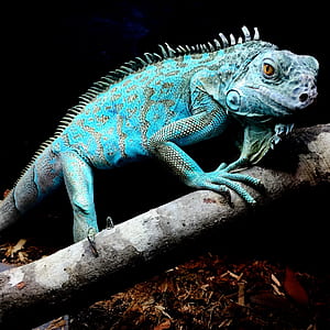 blue chameleon standing on tree branch thumbnail