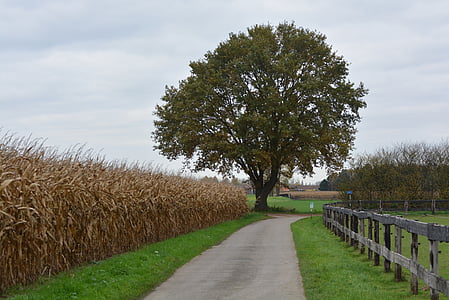 pathway surrounded by trees thumbnail