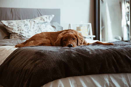adult dark golden retriever lying on bed on focus photo thumbnail