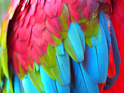 close-up photography of pink, blue, and green bird feathers thumbnail