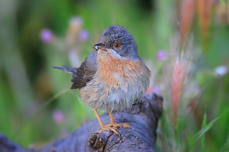selective focus photography of gray and brown bird thumbnail