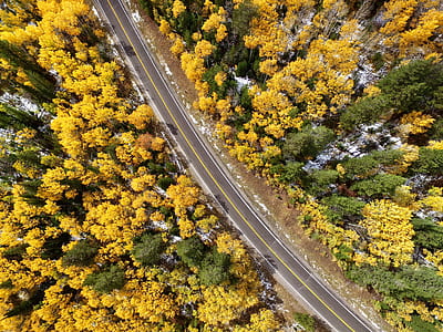 bird's-eye view photography of street road covered in yellow and green trees thumbnail