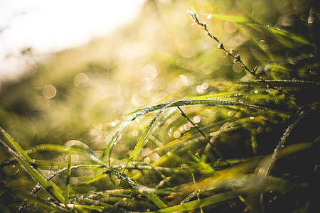 Another Sunny Morning Grass Shot thumbnail