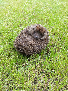 Third Showing A Hedgehog, Cute thumbnail