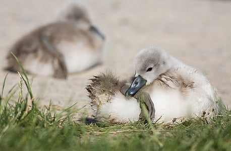 close up photo of white duck near green grass at daytime thumbnail