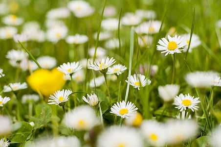 selective focus photography of white petaled flowers thumbnail