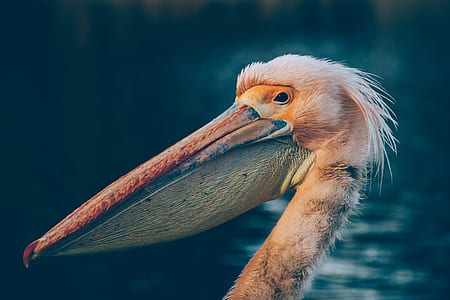 closeup photo of white pelican thumbnail