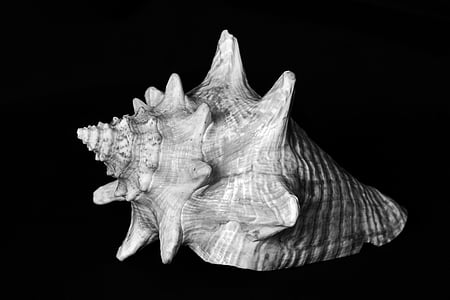 gray shell photography thumbnail