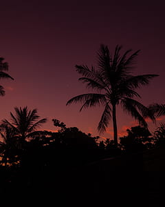 silhouette of coconut palm tree thumbnail