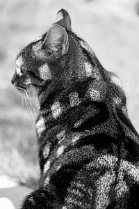 grayscale photo of cat thumbnail