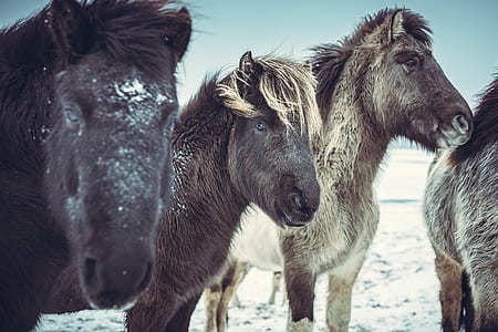four brown horses at winter thumbnail