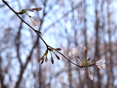 Wild Cherry Blossoms, Wild Cherry Tree thumbnail