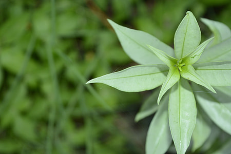 Nature Photography, Macro Photography thumbnail