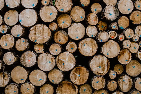 wooden tree log lot thumbnail