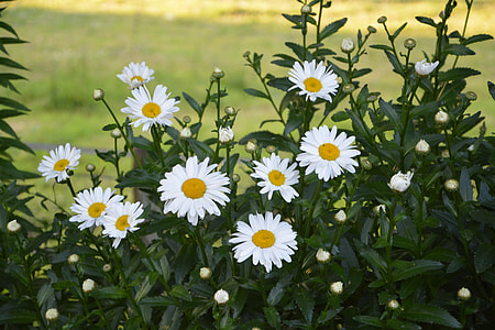 white petaled flowers thumbnail