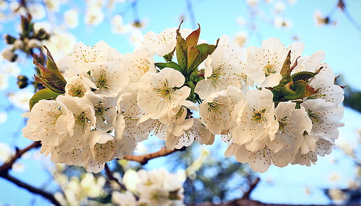 closeup photo of white cherry blossom flowers thumbnail