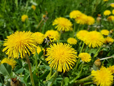 yellow petal flowers thumbnail