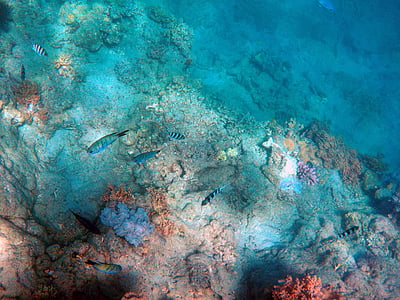 underwater photography of black and grey fish thumbnail