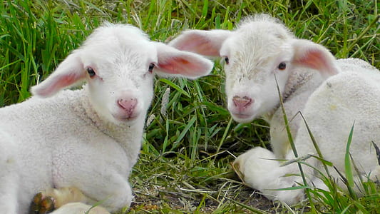 two white goat kids thumbnail