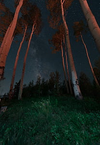brown trees thumbnail