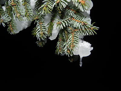 green leaf tree with melt ice thumbnail