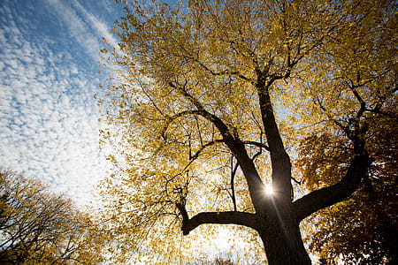 Gold Light Through Tree Photo thumbnail