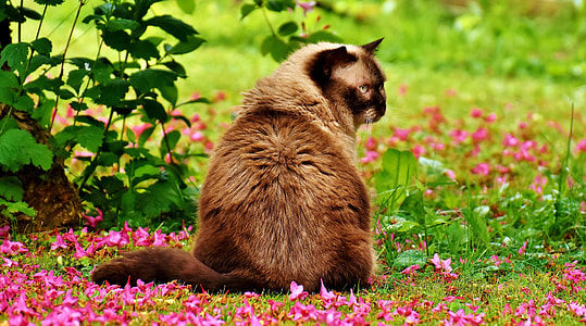 grey and black persian cat on pink petaled flowers outside thumbnail