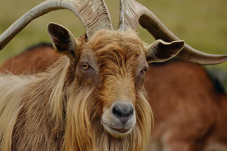brown goat thumbnail