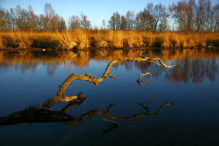 driftwood in middle of body of water thumbnail