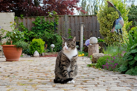 short-furred gray and white cat sitting on gray concrete pavement during daytime thumbnail