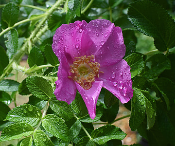 Hot Pink Rugosa With Raindrops, Close-Up thumbnail
