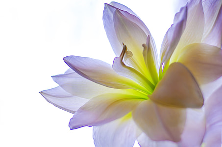 selective focus photograph of purple and white petaled flowe thumbnail