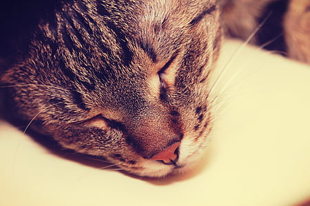 closeup photography of tabby cat thumbnail