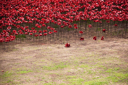 red flower field thumbnail