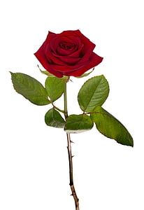 red rose thumbnail