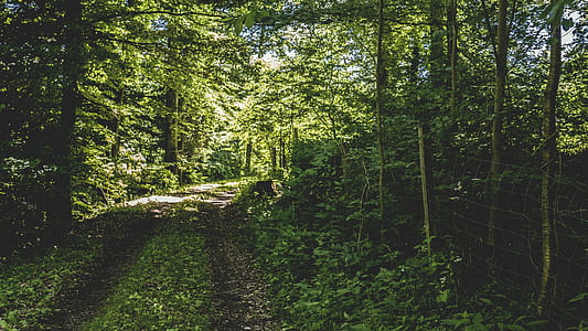 landscape, nature, forest, trees thumbnail