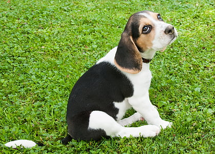 beagle puppy sitting on grass field during daytime thumbnail