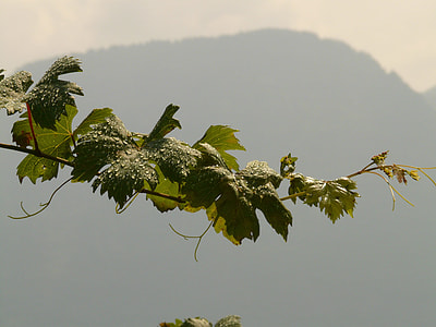 close-up photography of green leafed tree thumbnail