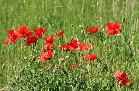 photo of red poppy flowers during daytime thumbnail