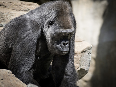 selective-focus photography of black gorilla thumbnail