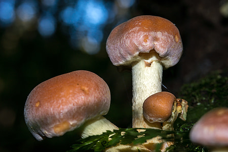 Mushroom, Autumn thumbnail