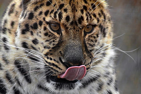 Cheetah with tongue's out thumbnail