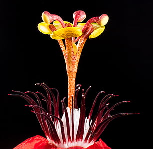 red and yellow flower thumbnail