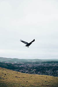 A black crow flying over a valley thumbnail