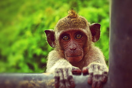 Brown Monkey Holding Black Metal Bar thumbnail