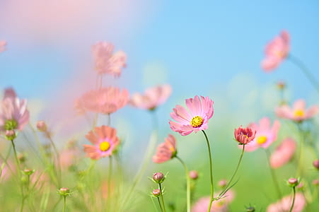 pink flowers thumbnail