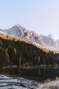 photography of pine tree near body of water during daytime thumbnail